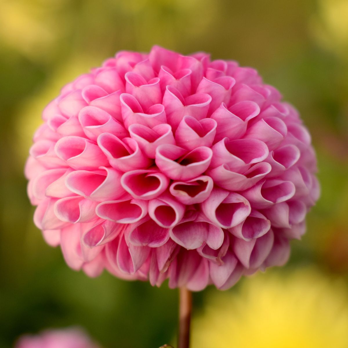 Dahlia- Pam (Tuber)